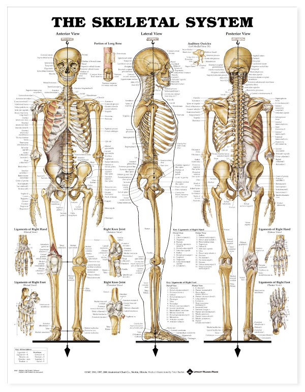 27480-8943 - The Skeletal System | Fysiomed